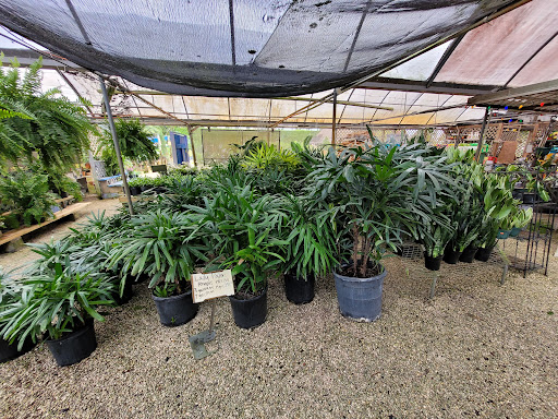 Wholesale Plant Nursery «Galloway Farm Nursery Inc.», reviews and photos, 7790 SW 87th Ave, Miami, FL 33173, USA