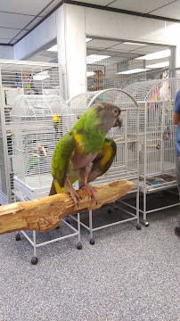 Our Feathered Friends - Photo 4 - Car repair in San Diego, CA, San Diego