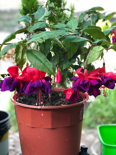 Opinii despre Santa Rosa în Bella Union - Centro de jardinería