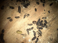 Pest Animal Removal Jackson - Photo 8 - Car repair in Jackson, MS, Jackson