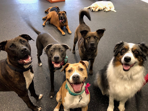 Dog day care Houston