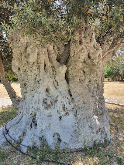 1300 Yaşında Anıt Zeytin Ağacı