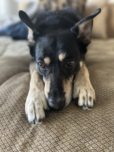 Veterinary Medical Center of Indian River County image