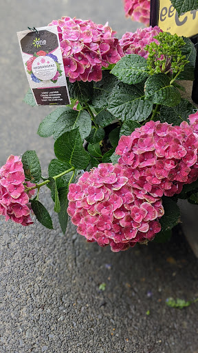 Grocery Store «Safeway», reviews and photos, 221 W Heron St, Aberdeen, WA 98520, USA