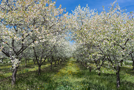 Winery «Seven Lakes Vineyard», reviews and photos, 1111 Tinsman Rd, Fenton, MI 48430, USA