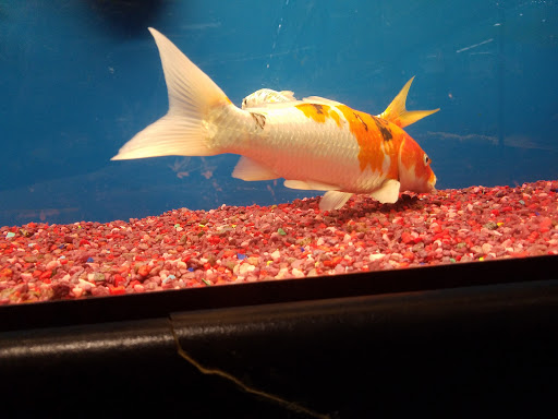 Pet Supply Store «Petco Animal Supplies», reviews and photos, 92 Cluff Crossing Rd, Salem, NH 03079, USA