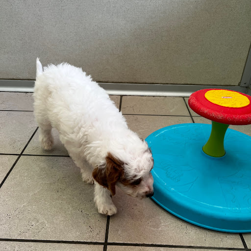 Pet Store «The Family Puppy of Fountain Walk», reviews and photos, 44125 W 12 Mile Rd E-121, Novi, MI 48377, USA