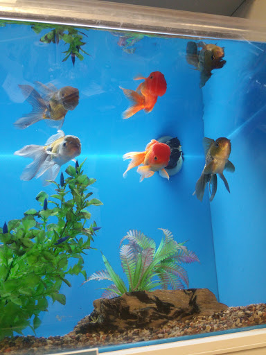 Pet Supply Store «PetSmart», reviews and photos, 9589 Ridgetop Blvd NW, Silverdale, WA 98383, USA