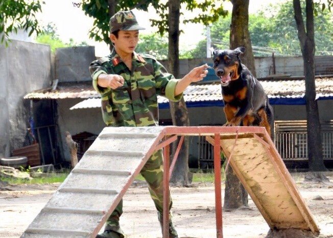 Trung tâm huấn luyện chó cảnh Thành Tài