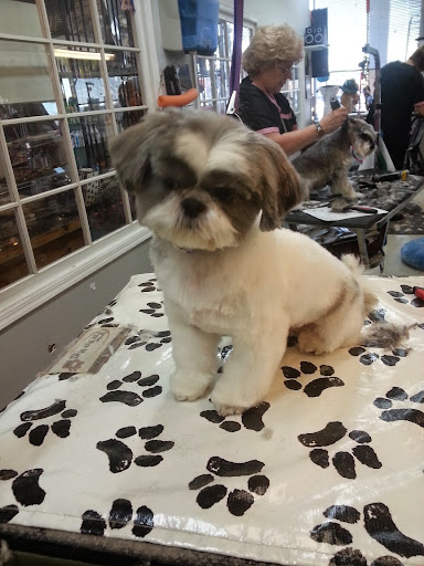 Pet Store «Canine Carousel», reviews and photos, 43135 Broadlands Center Plaza #129, Ashburn, VA 20148, USA