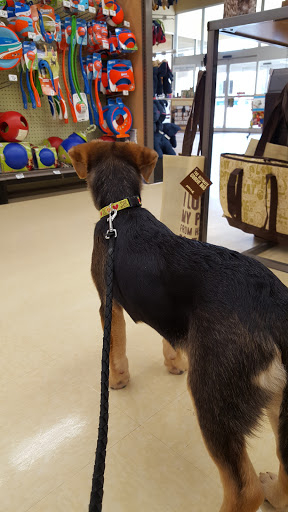 Pet Supply Store «Petco Animal Supplies», reviews and photos, 86 Storrs Rd, Mansfield Center, CT 06250, USA