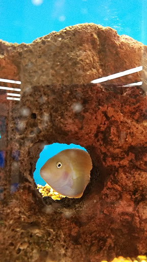 Pet Supply Store «Petco Animal Supplies», reviews and photos, 3591 Washington Blvd, Halethorpe, MD 21227, USA