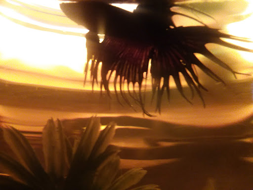 Pet Store «Pet World Warehouse Outlet», reviews and photos, 2984 S 108th St, Milwaukee, WI 53227, USA