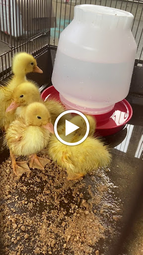 Department Store «Rural King», reviews and photos, 10400 Highland Rd, Hartland, MI 48353, USA