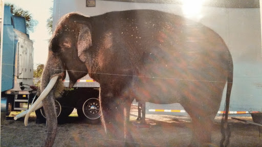 Non-Profit Organization «Big Cat Habitat & Gulf Coast Sanctuary», reviews and photos, 7101 Palmer Blvd, Sarasota, FL 34240, USA