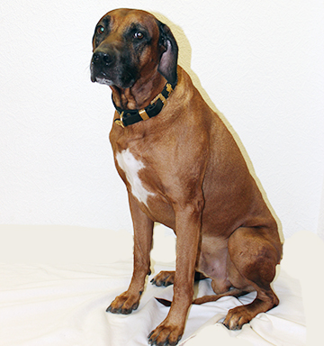Tierarzt Dr. med. vet. Joachim Schäfer unter Schorndorf, 