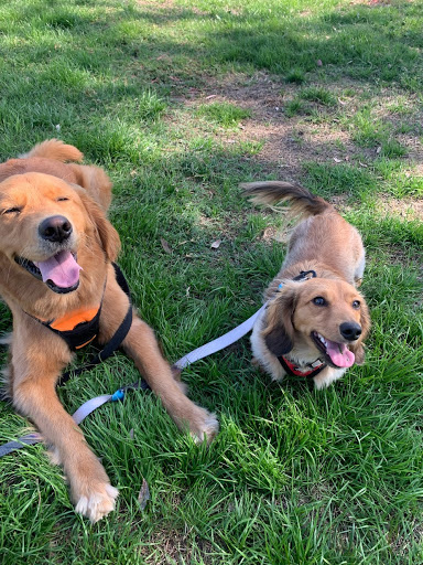 Camp Puppies - Dog Walking & Boarding in South Bay