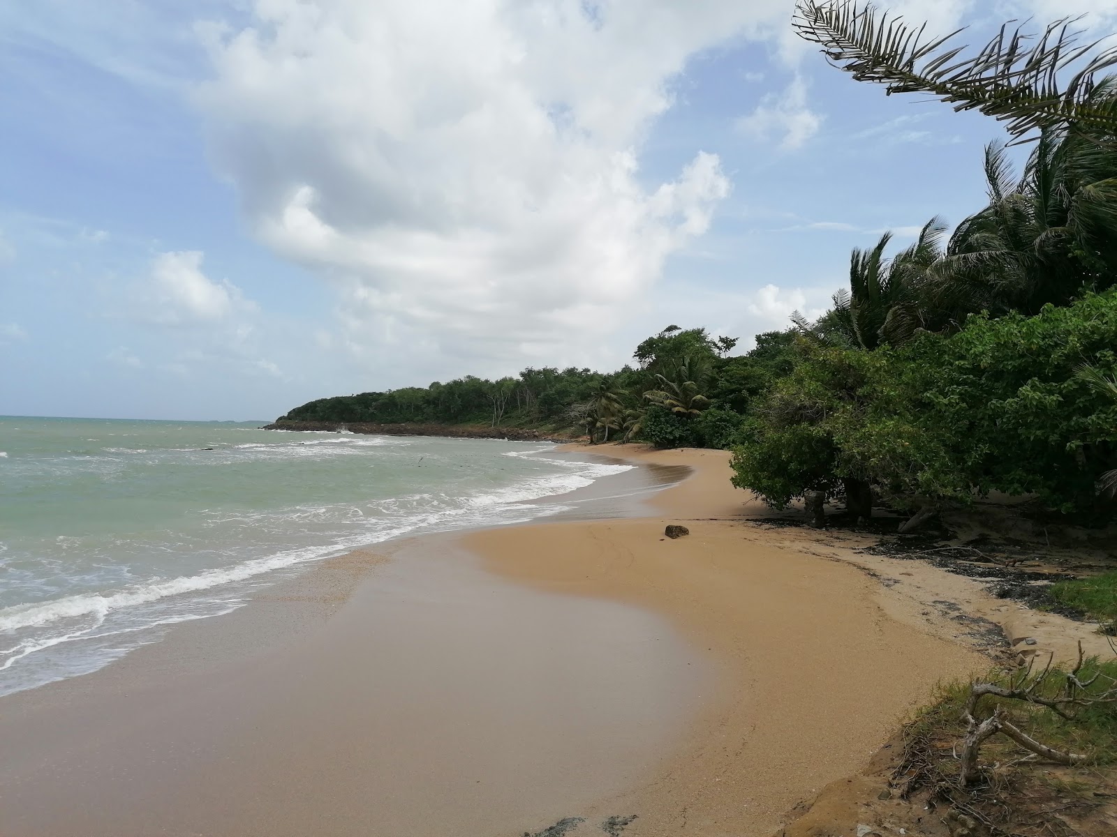 Anse Vinty Beach的照片 野外区域