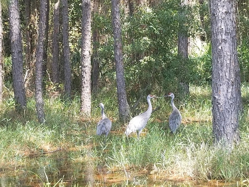 Nature Preserve «Conner Preserve», reviews and photos, 22500 FL-52, Land O Lakes, FL 34637, USA