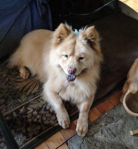 Pet Groomer «Pampered Pet Dog Grooming Shop», reviews and photos, 711 Pleasant St, Paxton, MA 01612, USA