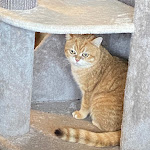 Photo n°2 de l'avis de Federica.a fait le 16/01/2023 à 12:59 sur le  Dr. Cat - Pet Lounge Bistrot à Brescia