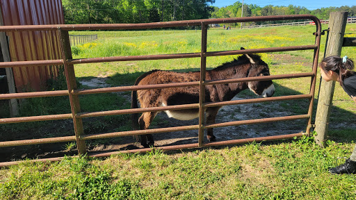 Tourist Attraction «Mitcham Farm», reviews and photos, 797 W Macedonia Church Rd, Oxford, GA 30054, USA