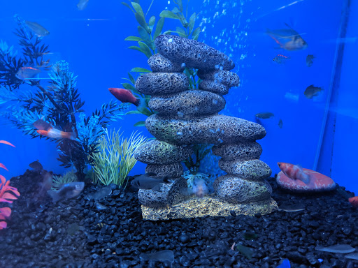 Tropical Fish Store «The Ultimate Aquarium», reviews and photos, 828 Lighthouse Ave, Monterey, CA 93940, USA