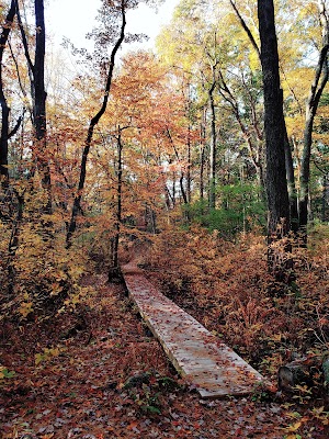 Wilmington Town Forest - photo 10