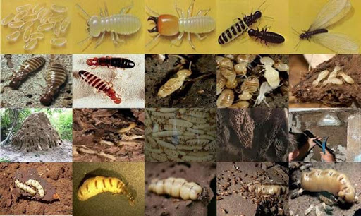 Pest Control Services Jaipur - Bayer Termite Treatment