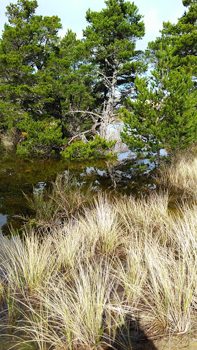 Hotel «Three Rivers Casino & Hotel», reviews and photos, 5647 Oregon 126, Florence, OR 97439, USA