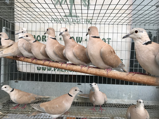 Animal Feed Store «Whittier Feed Store», reviews and photos, 12618 Penn St, Whittier, CA 90602, USA