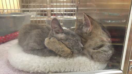 Pet Supply Store «PetSmart», reviews and photos, 4794 Jimmy Lee Smith Pkwy #108, Hiram, GA 30141, USA