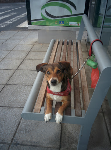 Centro Veterinario Santa Brígida