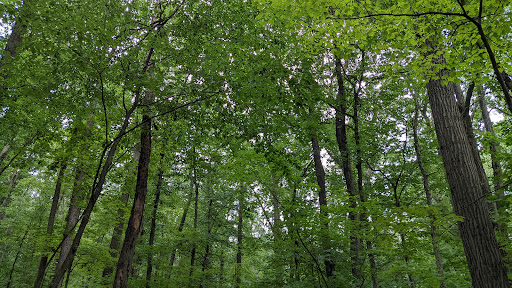 Nature Preserve «Boyd Big Tree Preserve Conservation Area», reviews and photos, Fishing Creek Valley Rd, Harrisburg, PA 17112, USA