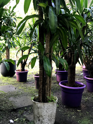 Tiendas para comprar plantas exterior Panamá