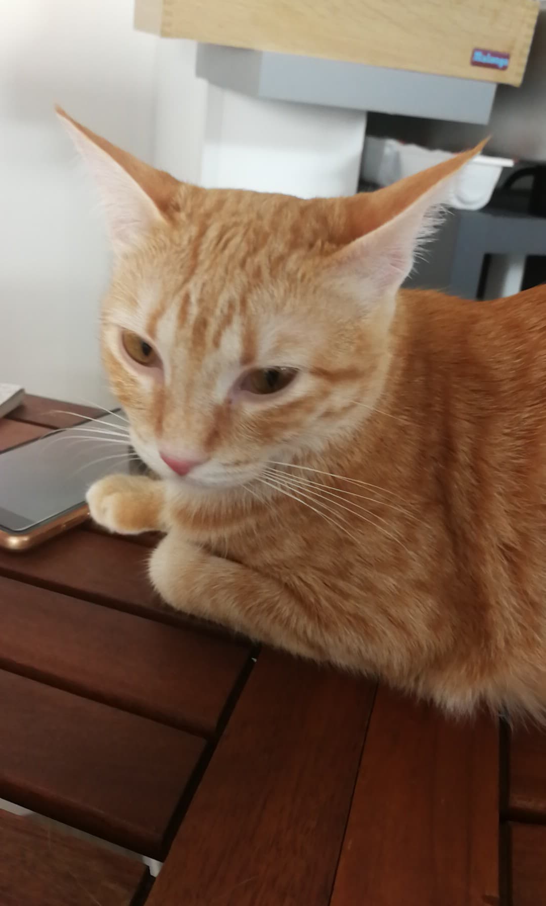Photo n° 3 de l'avis de Maïlys.R. fait le 26/07/2018 à 14:13