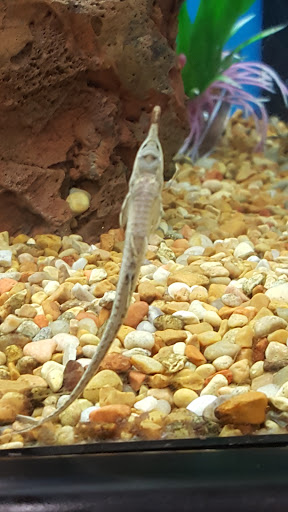 Pet Supply Store «Petco Animal Supplies», reviews and photos, 16835 E Shea Blvd #105, Fountain Hills, AZ 85268, USA