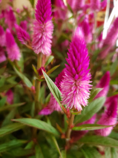 Florist «Treasures Remembered Florist», reviews and photos, 600 W Locust St, Princeton, KY 42445, USA