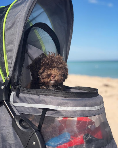 Pet Store «Petland», reviews and photos, 10289 Ulmerton Rd, Largo, FL 33771, USA