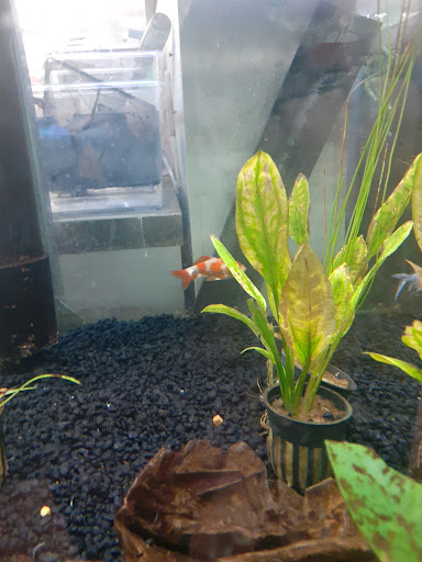 Pet Supply Store «Petco Animal Supplies», reviews and photos, 7225 N Keystone Ave i, Indianapolis, IN 46240, USA