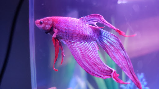 Pet Store «Marineland Pet Center», reviews and photos, 412 Oak Forest Dr, Onalaska, WI 54650, USA