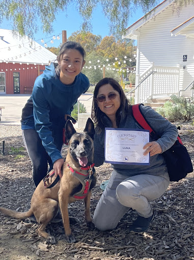 Clickstart Dog Training Academy image