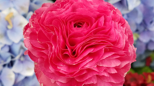 Park «Garfield Park Conservatory», reviews and photos, 300 N Central Park Ave, Chicago, IL 60624, USA