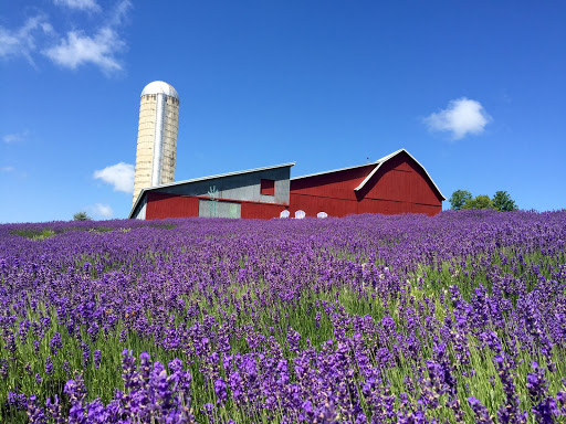 Lavender Hill Farm image 1