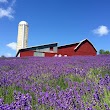 Lavender Hill Farm