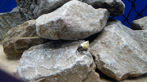 Aquarium «Audubon Aquarium of the Americas», reviews and photos, 1 Canal St, New Orleans, LA 70130, USA