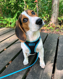 Walks n' Wags - Photo 4 - Car repair in Peabody, MA, Lynn