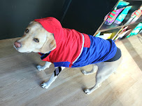 The Modern Dog at the Marina - Photo 2 - Car repair in Quincy, MA, Quincy