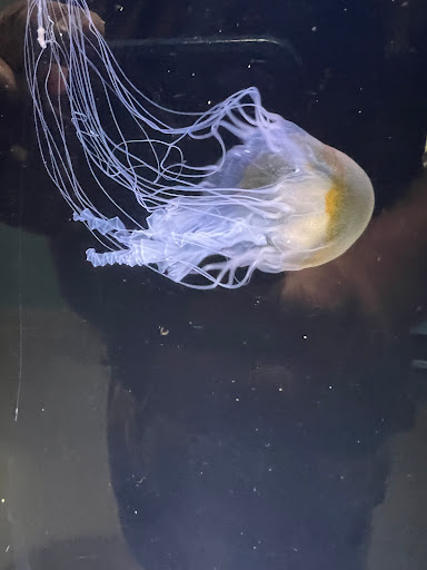 Aquarium «St. Lucie County Aquarium», reviews and photos, 420 Seaway Dr, Fort Pierce, FL 34949, USA