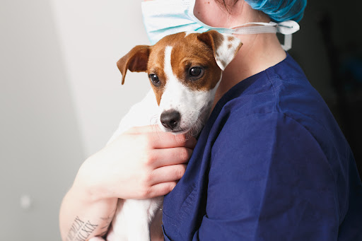 Kleintierorthopäden Klis unter Osnabrück, Niedersachsen